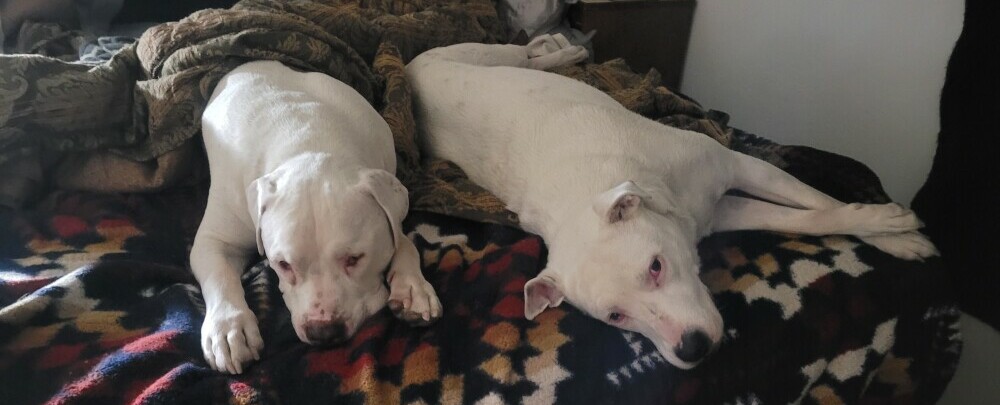 My rescue dogs