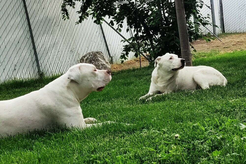 Good pitbulls