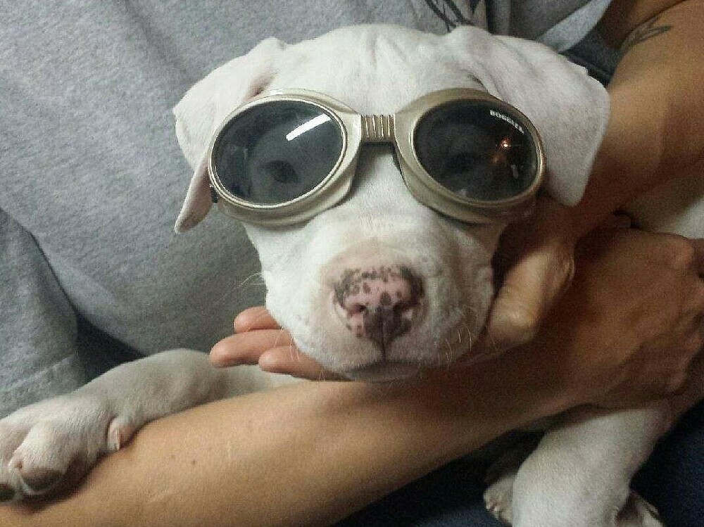 pitbull puppy