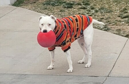 rescue dog play