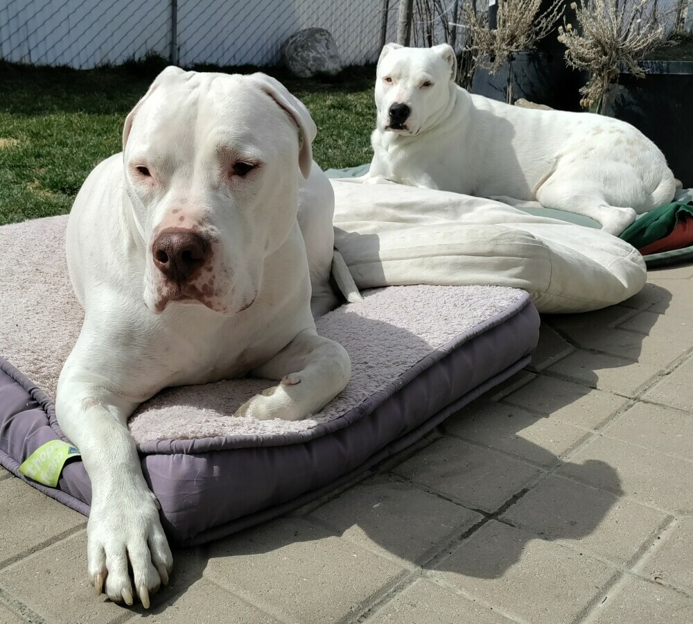 Happy pit bulls