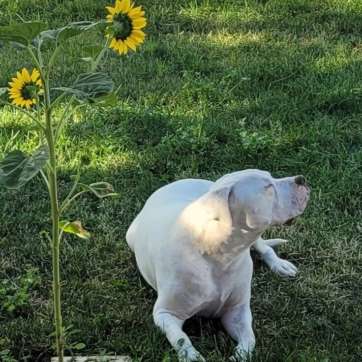 Helping An Overly Fearful Pit Bull Gain Confidence