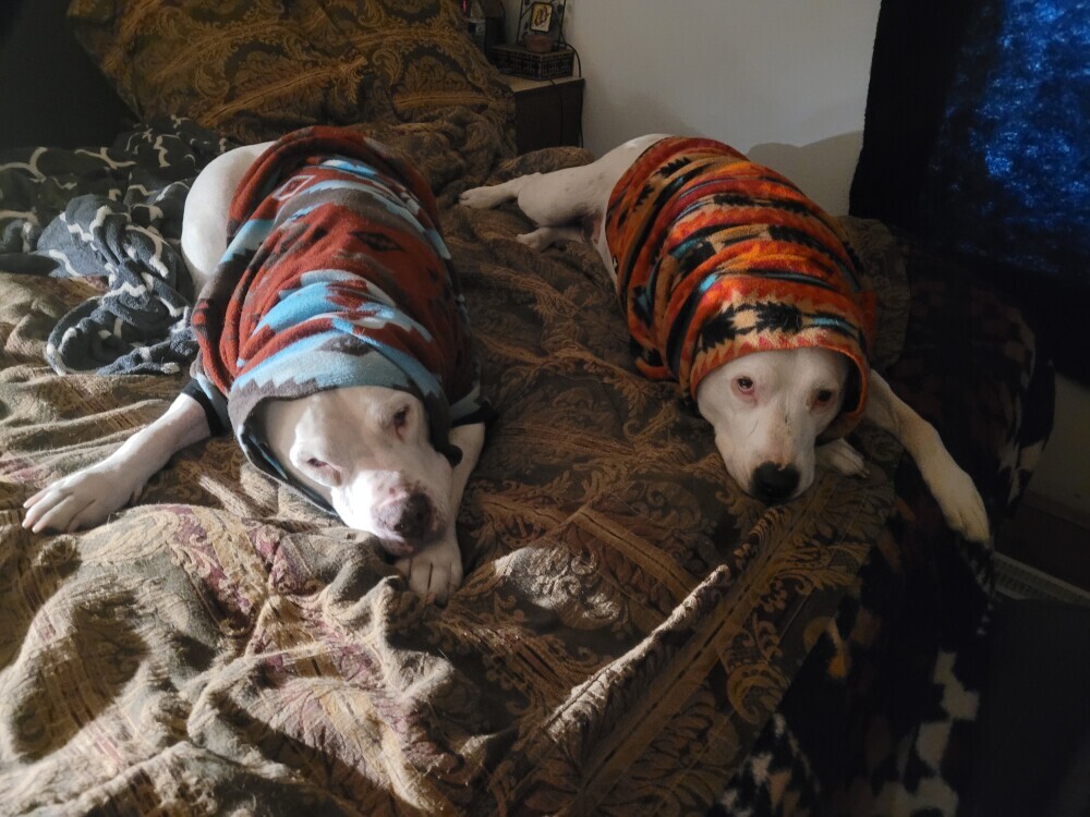 pit bull brothers