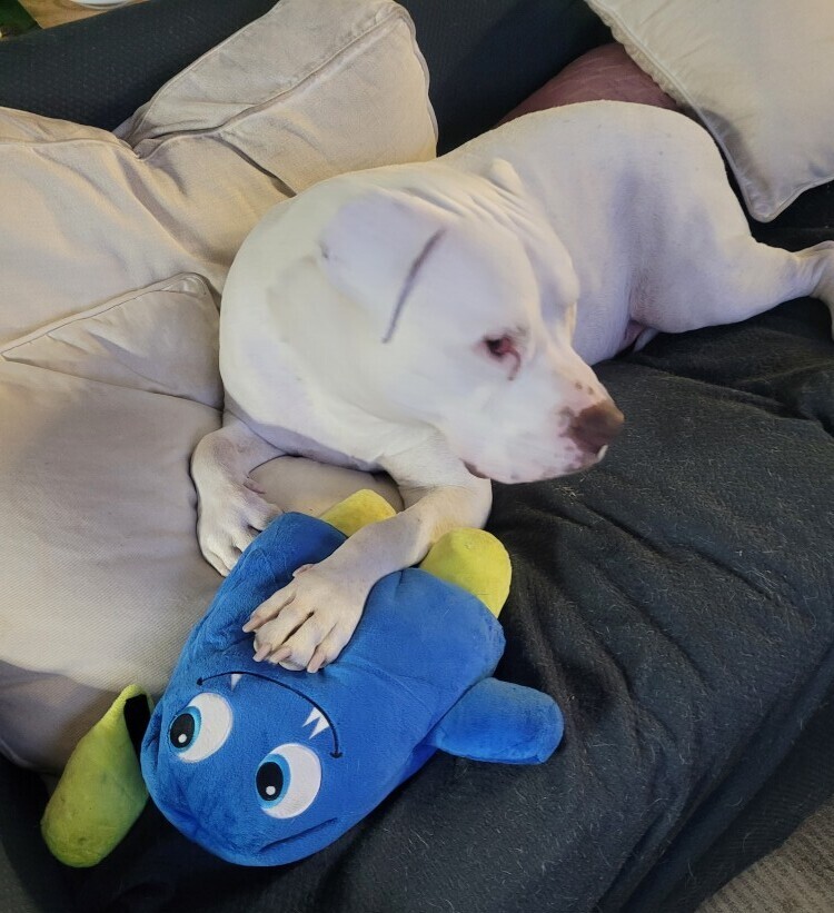 pit bull toys