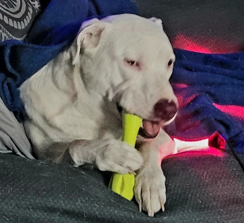 Best chew toys