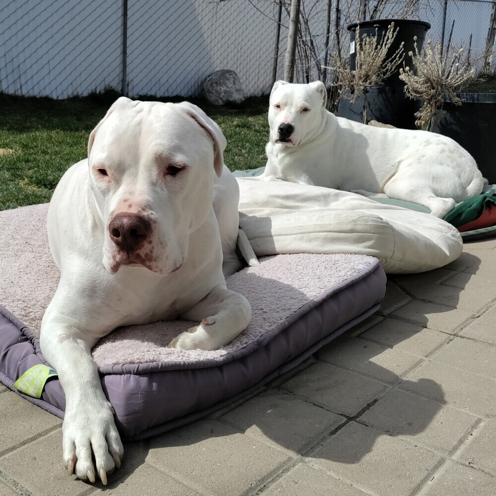 Best Dog Beds For Large Breeds With Joint Pain (Top 5 For 2025)