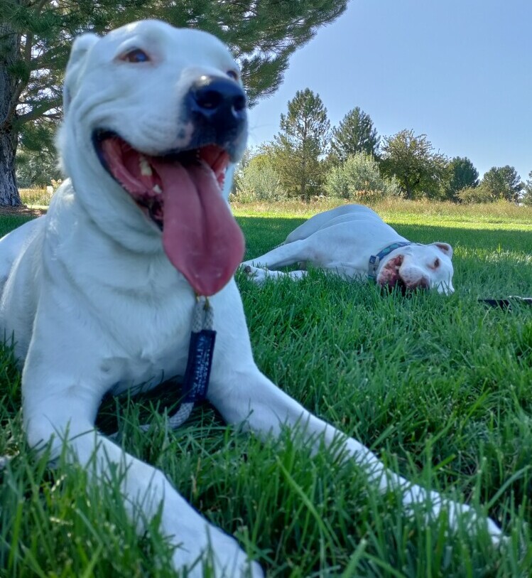 Building trust with your rescue