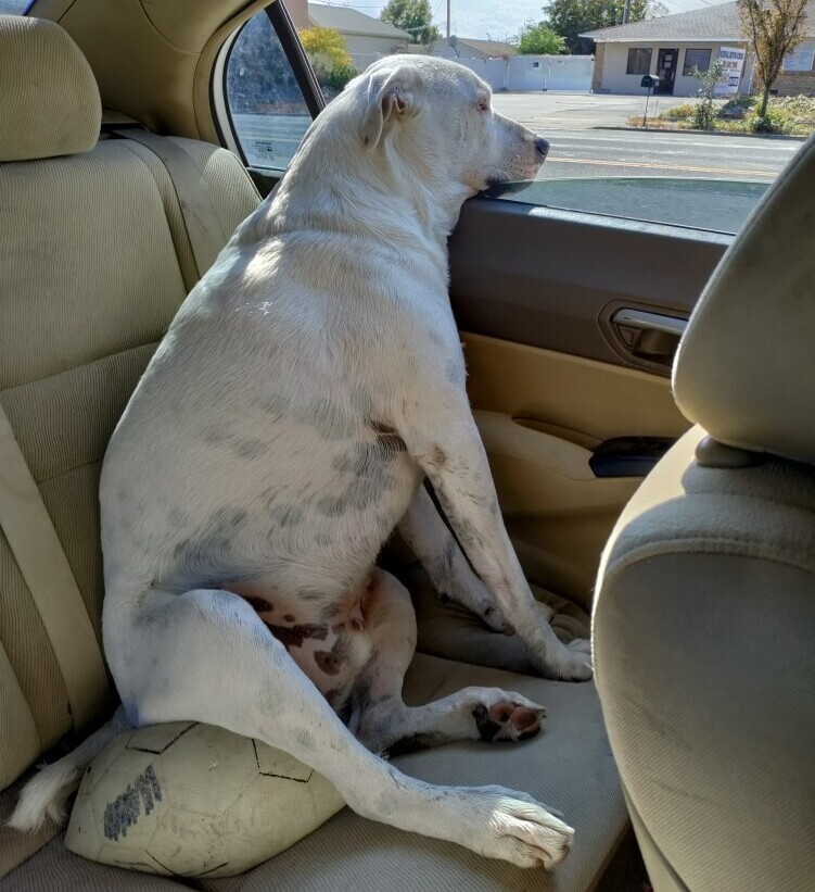 Rescue dog